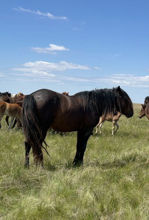 Продам жеребца