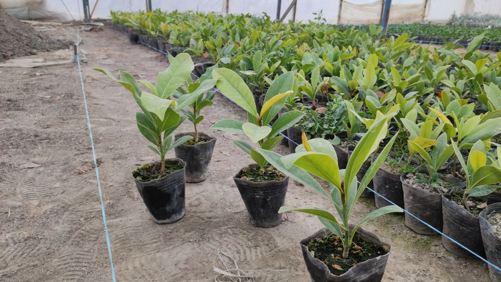 Магнолия графология кўчалари сотувга қўйдик 2 йиллик пишган кўчат буйи