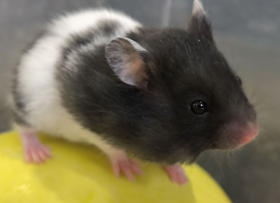 Хомяки сирийские малыши