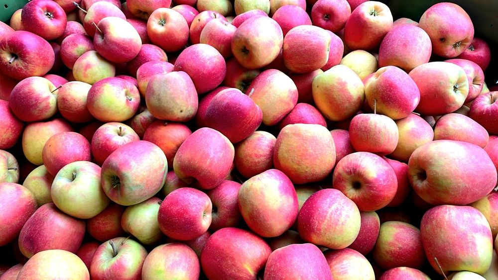 Vand mere Golden , Gala , Prince , Jeromir , Renet