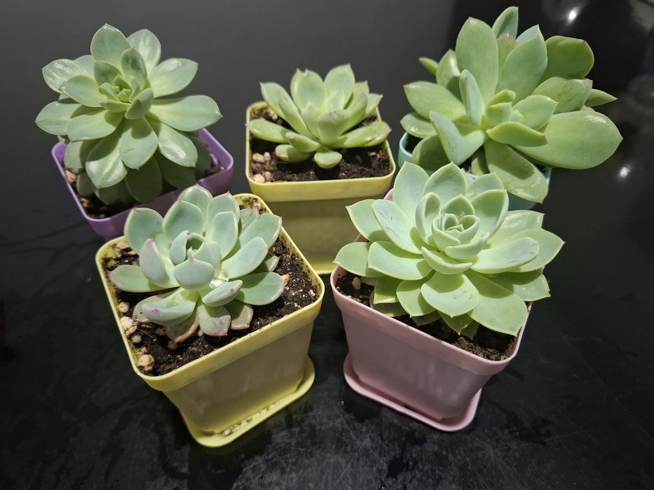 Каменные розы (суккуленты)