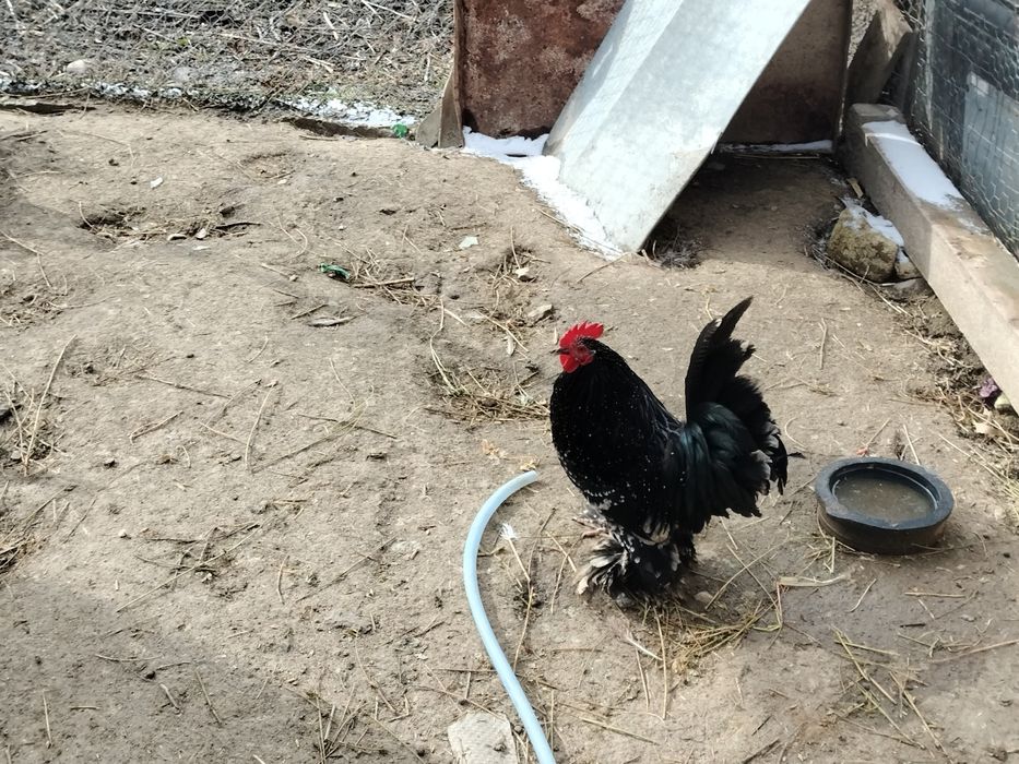 Cocoșei mii de flori