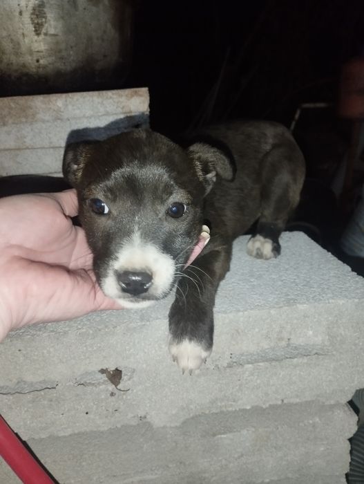 Щенки стаффа помесь бесплатно