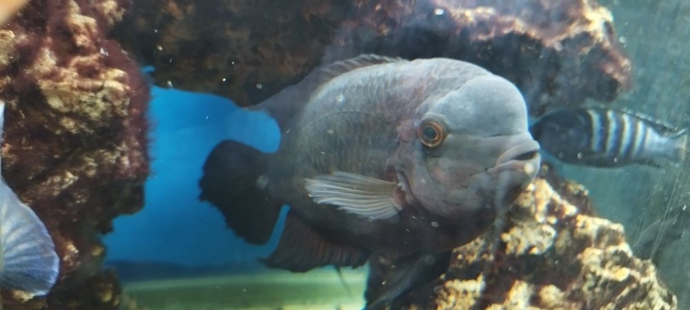 Винная цихлазома бражник