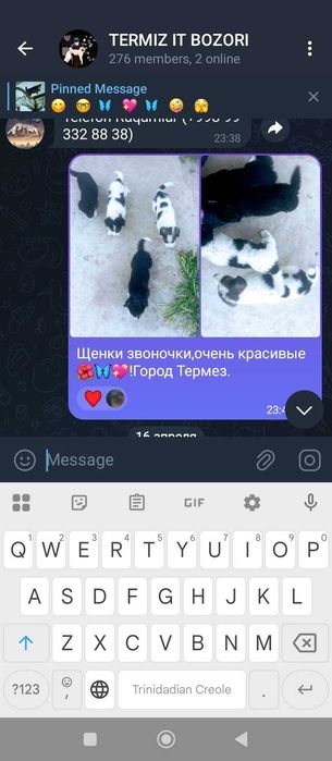 Собаки и щенки отдаются в ответственную семью