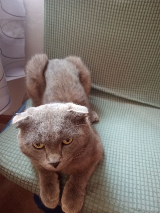 Шотландские вислоухие