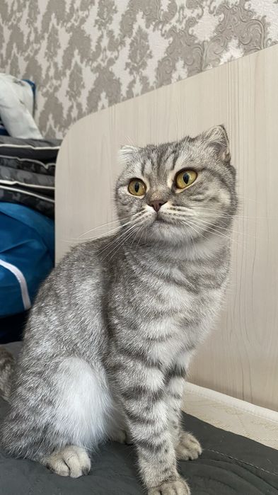 кошка вислоухая добрая умная
