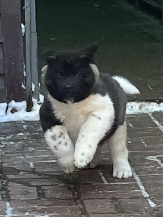 Щенки американской  акиты