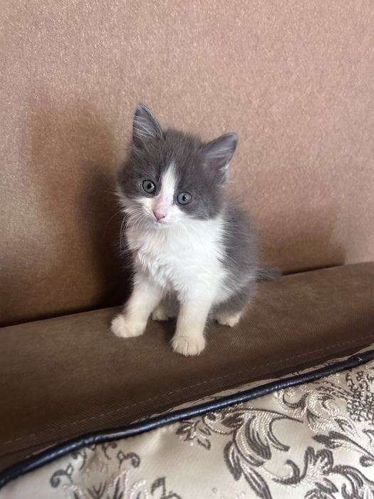 Отдам котят в хорошие руки