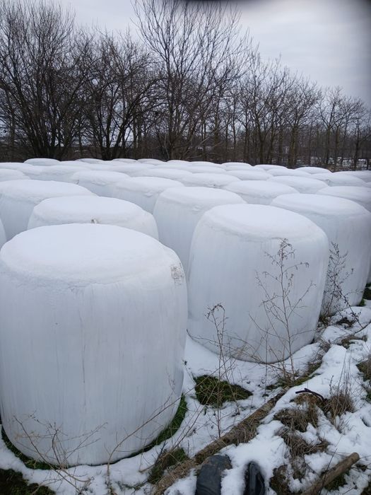 Vand Siloz de porumb, balotat si infoliat 2025