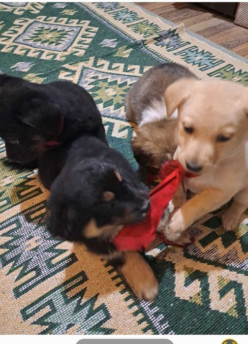 Ofer CĂȚELUȘI  LA ADOPTIE.Slatina jud.Olt.