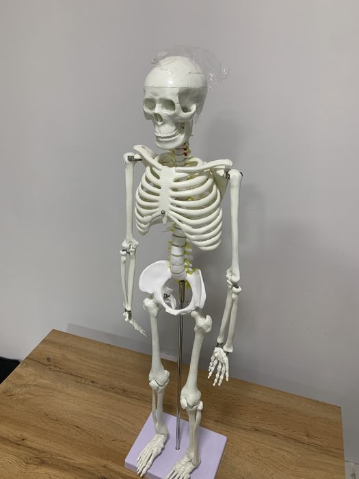 Склет муляж 85 см