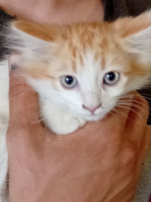 Котики ищут семью