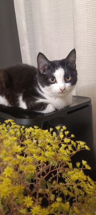 Красивые котята ищут дом