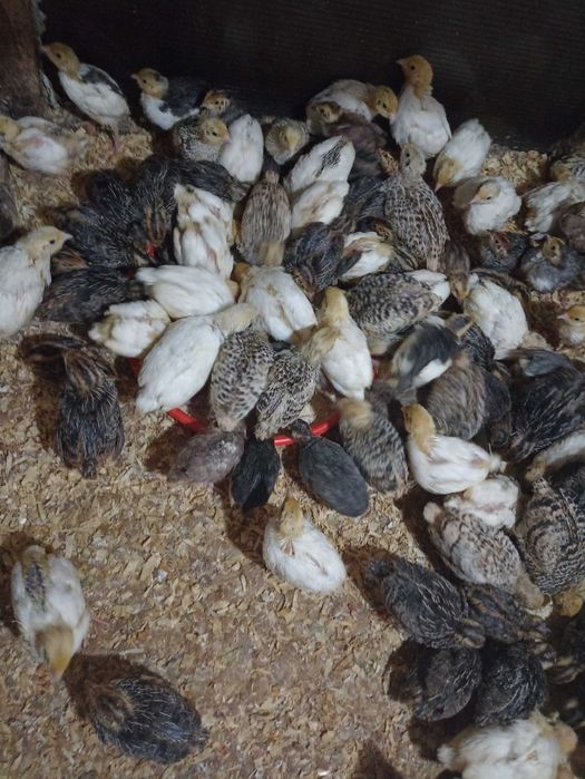 Pui de prepeliță vărsată 14 zile