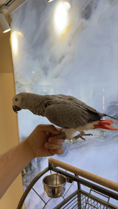 Жако Конго папугай