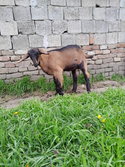 Vând Capre Alpine Franceze ( ieduțe..)