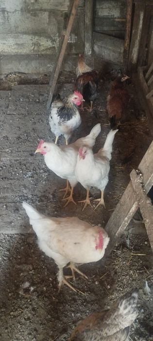 Продам  петушков