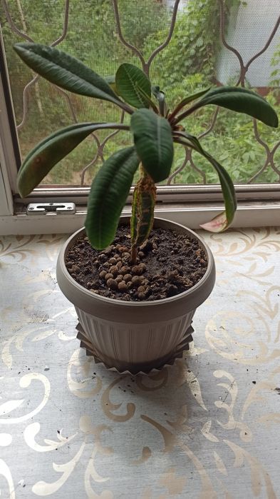 Молочай Беложилковый