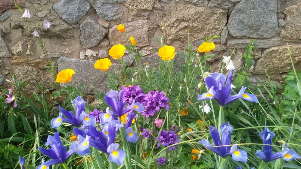 Фритилария (Ходжово лале),мини ирис