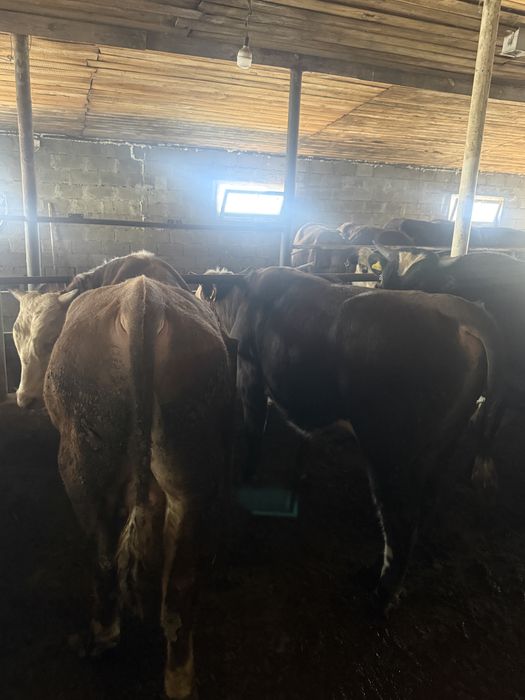 Продам 15 быков с откорма