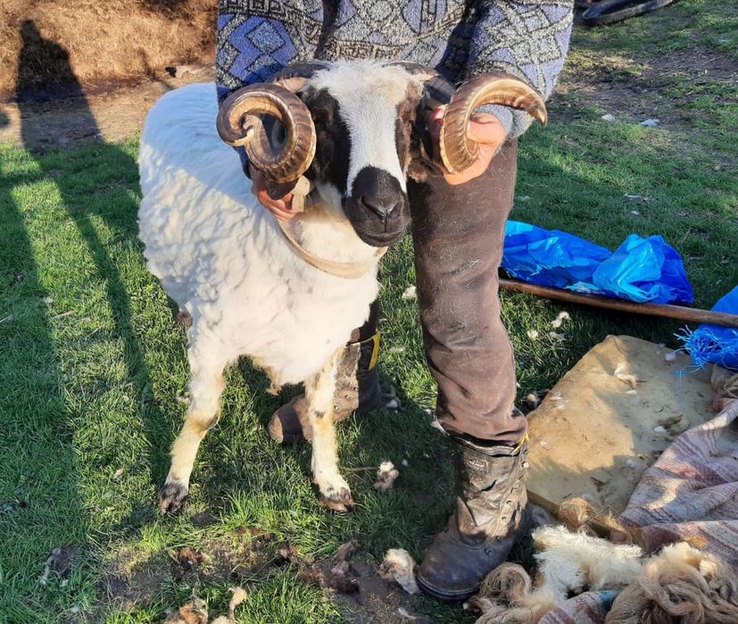 De vânzare mior,  rasă breaz-100kg