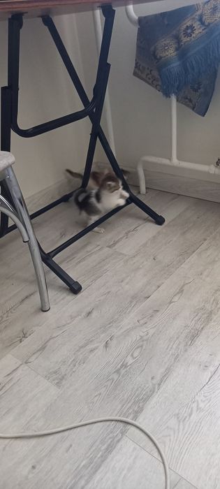 Котята домашние отдам