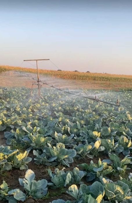 Tambur Malupe Agro