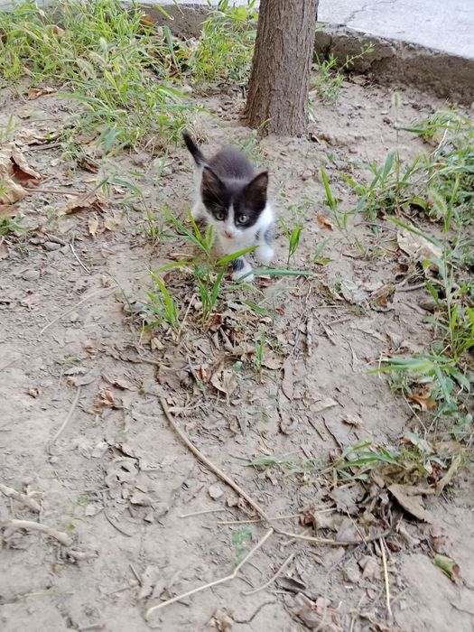 Мысық. Котята . Тегін бесплатно.