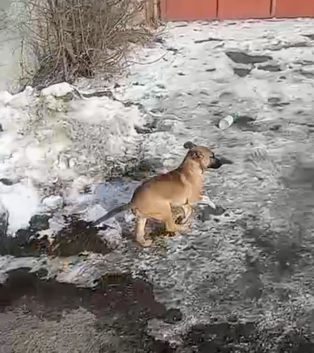 Отдам Хорошего щенка!