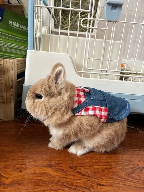 O‘yinchoq unutiladi, quyon unutilmaydi