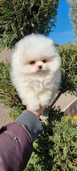 Померан мини померан