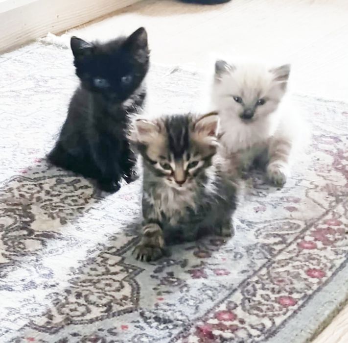 Отдам в добрые руки котят