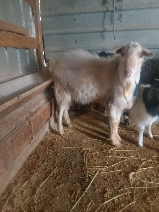 Продается козел занински