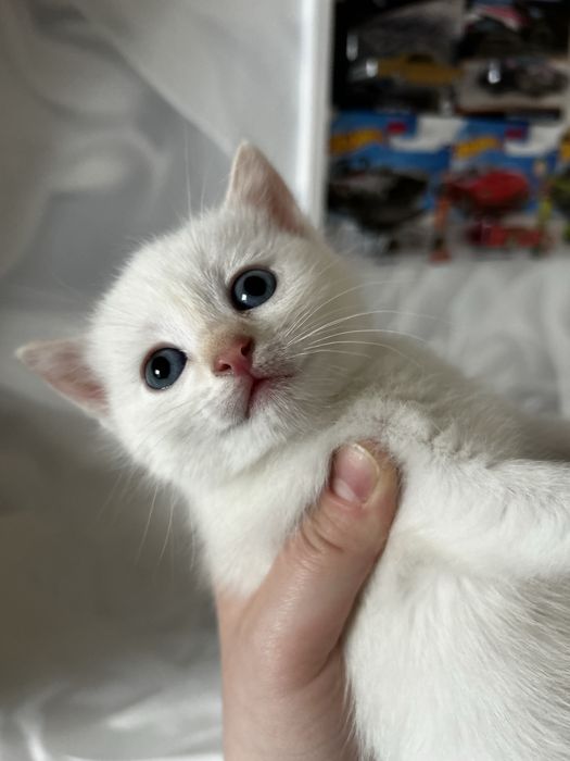 Кошки котята продаются