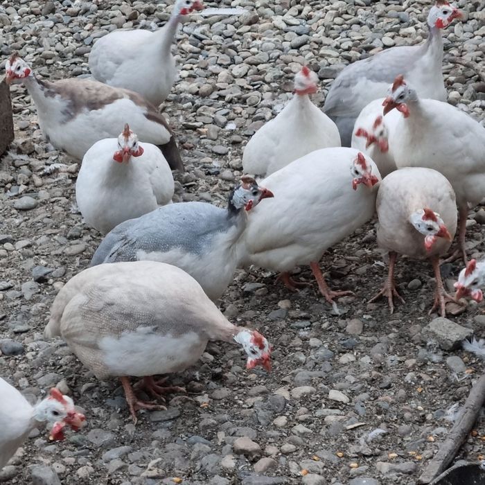 Ouă de bibilică culori rare