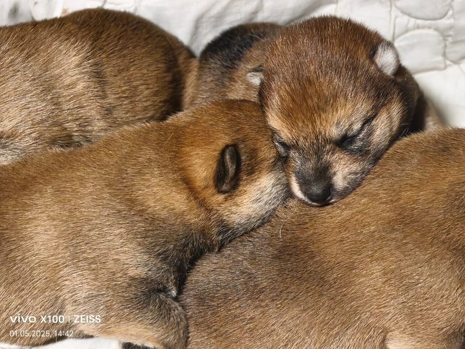 Щенки сиба- ину.