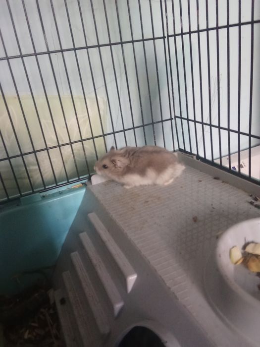 Они хорошие дружелюбные умные