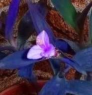 Продам.  Сеткреазия пурпурная