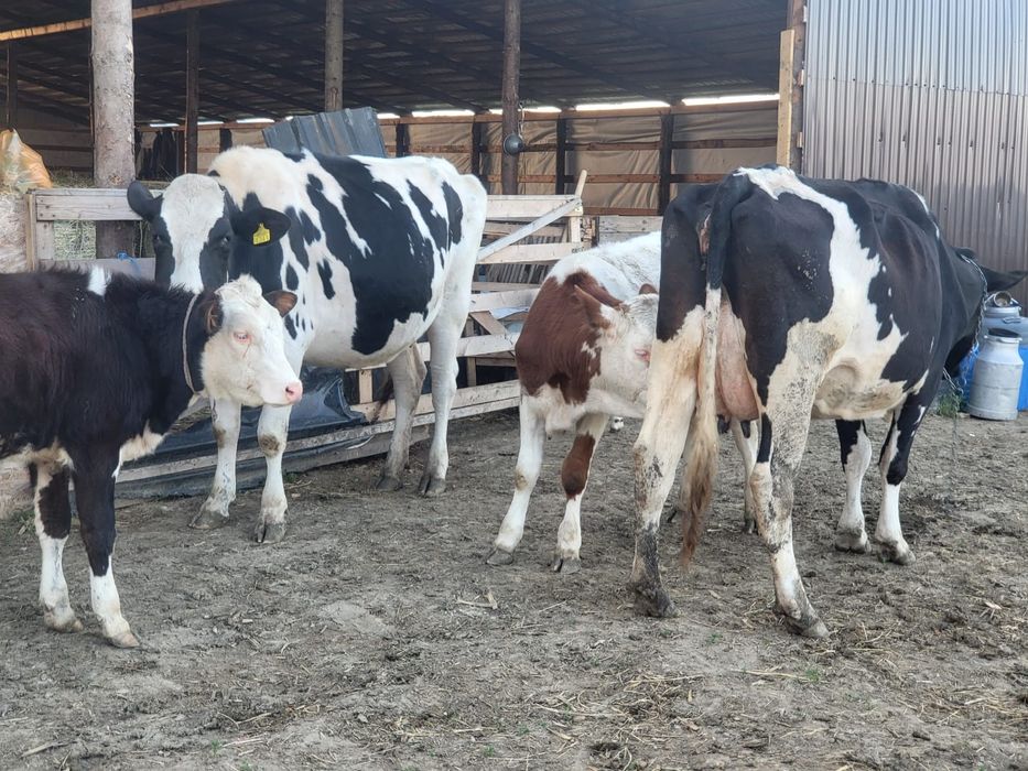 Vacii junici vitei Hollstain