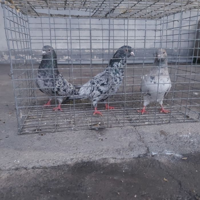 Челкар  2 самец 1 самка лет игра