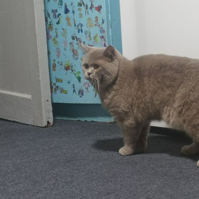 Вязка кошек с документами