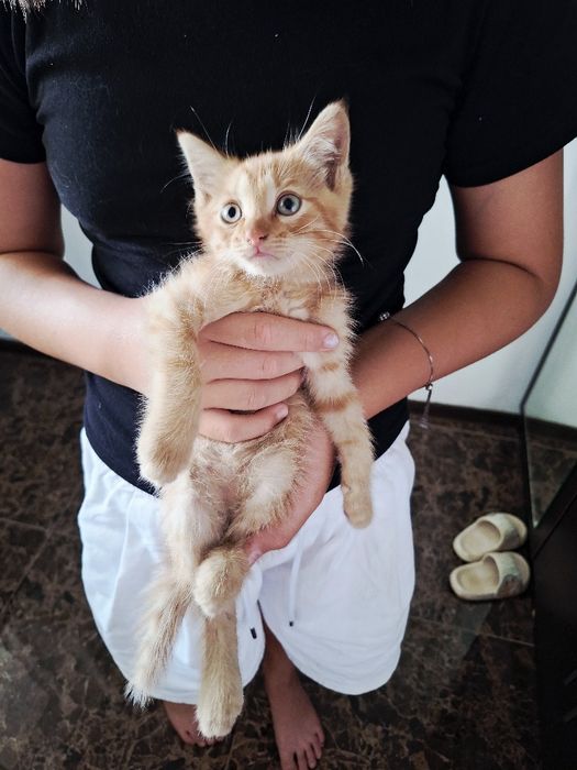 Котёнок Макс (мальчик)