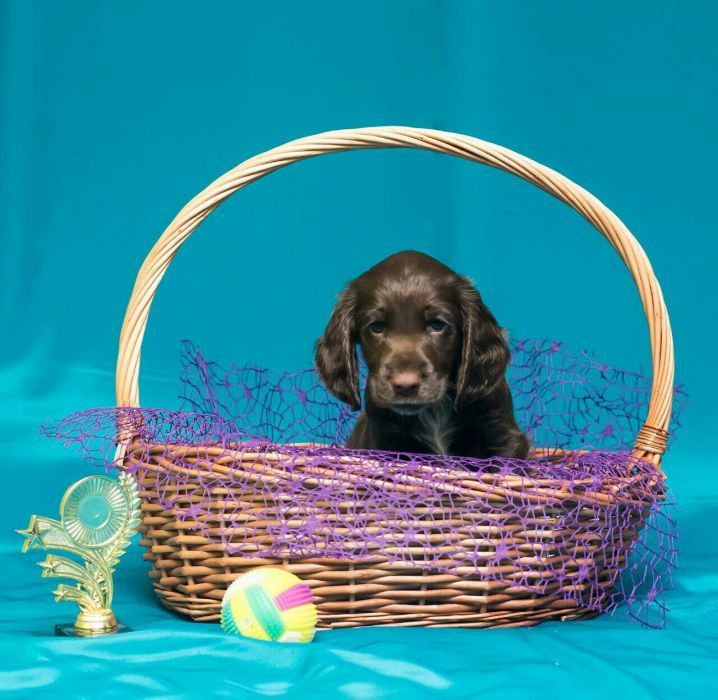 Шоколадные спаниельки