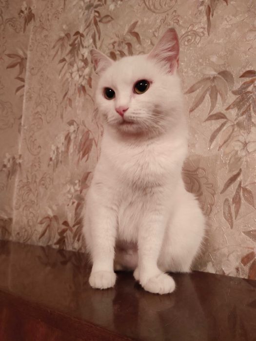 Кошки в добрые руки