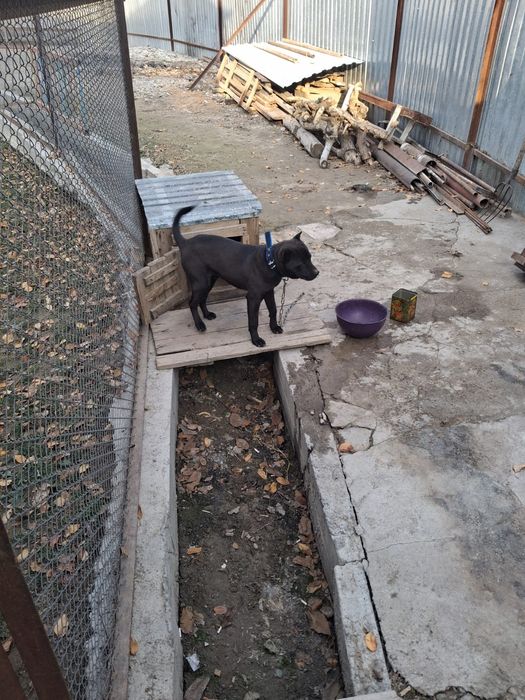 Сабака котята..олд