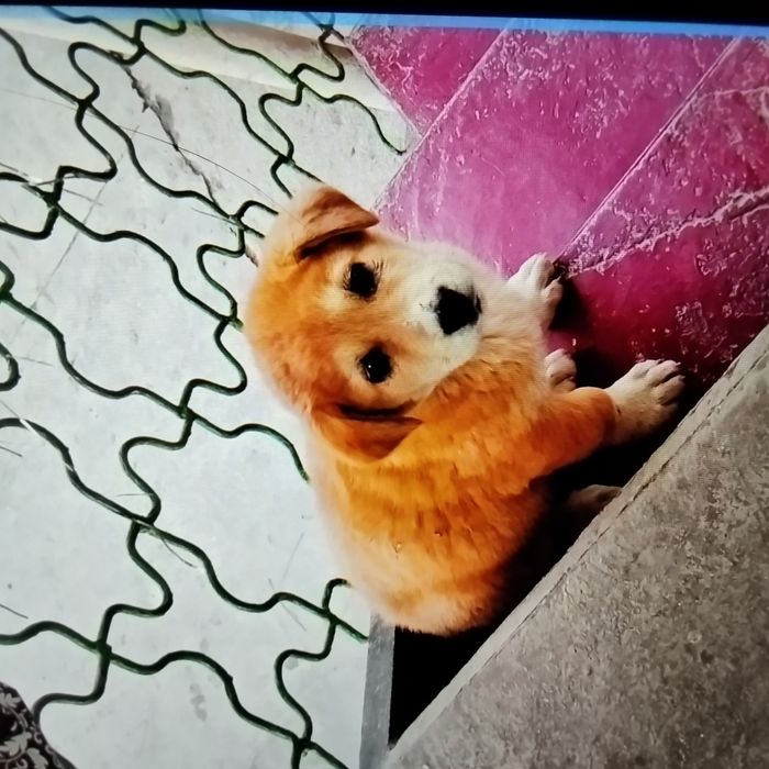 Щенок 4мес,смесь породы