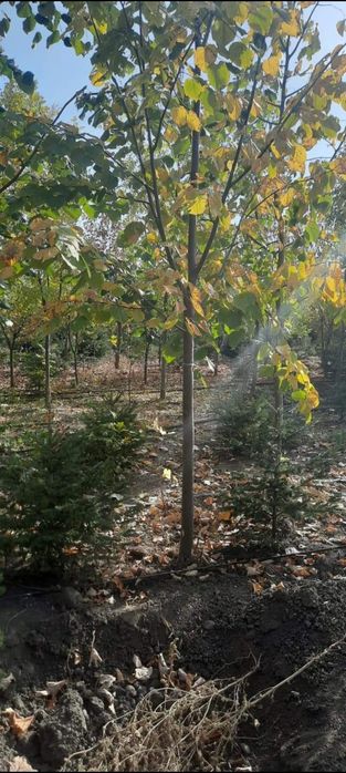 Mesteacăn betula, tei de floare, frasin, carpen, stejar roșu, arțar