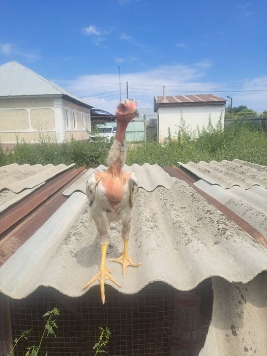 Дакан, бойцовые цыплята
