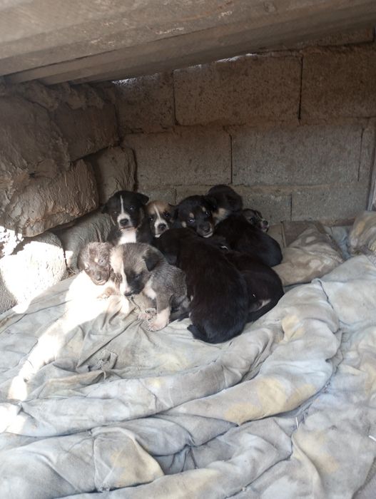 Щенки Самарканда